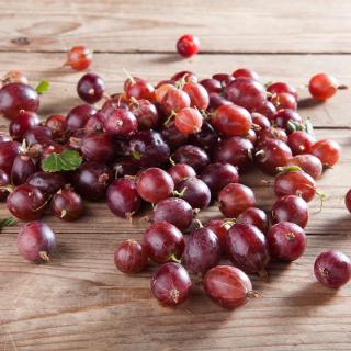 Stachelbeeren ROT
