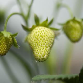 Erdbeeren GRÜN lose