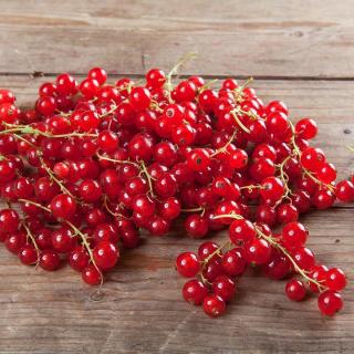 Johannisbeeren rot
