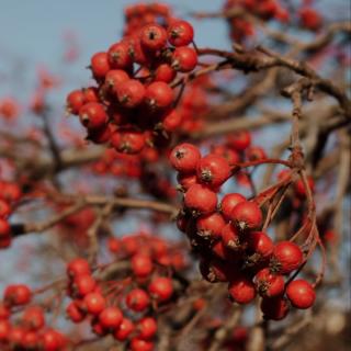 Vogelbeeren (Edeleberesche)