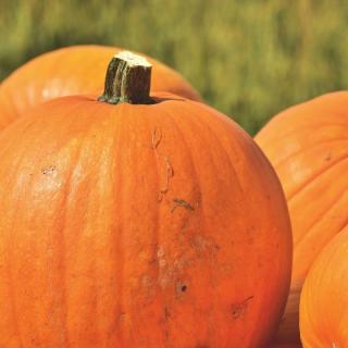 Kürbis Halloween