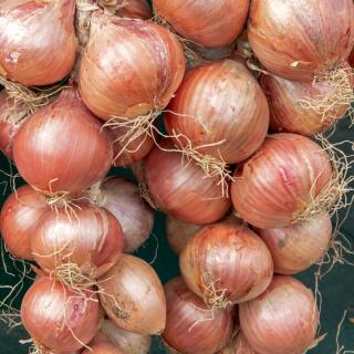 Zwiebelzopf, rosé Roscoff ´1kg/Zopf