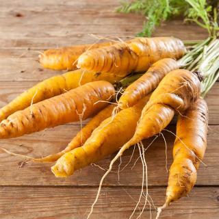 Möhren GELB Gochsheimer