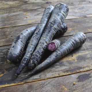 Möhren VIOLETT Soletta innen orange