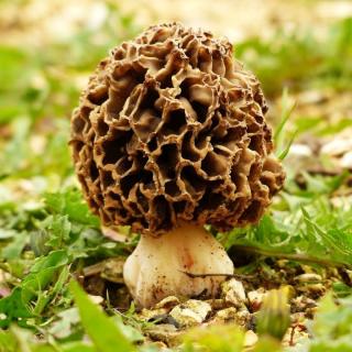 Morcheln, frisch
