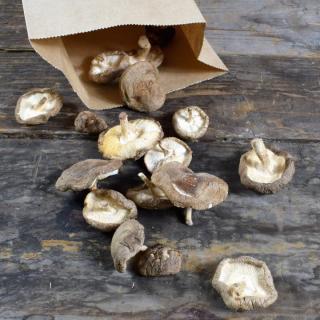 Shiitake Gastroqualität