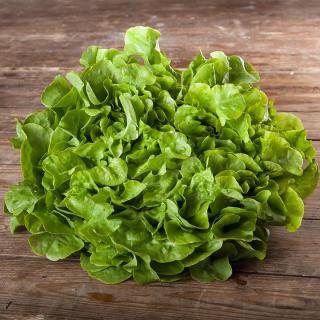 Salat Eichblattsalat grün