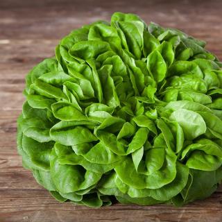 Salat Kopf grün