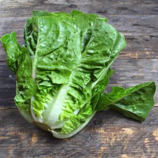 Salat Romana rot