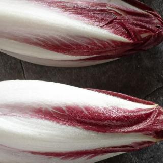 Salat Radicchio lang Trevisano