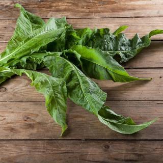 Salat Rucola LOSE