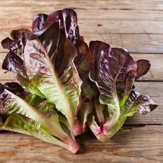 Salat Feldsalat ROT samenfest