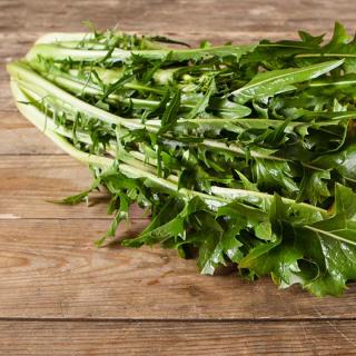 Salat Löwenzahn rotstielig samenfest