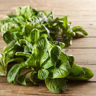 Salat Feldsalat samenfest