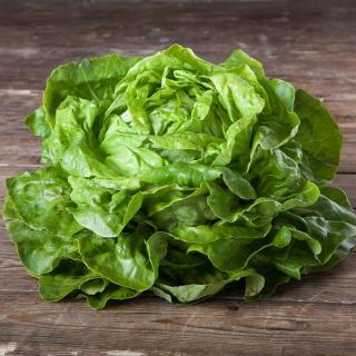 Salat Kopf grün