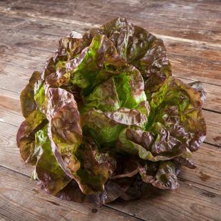 Salat bunter Mix KISTENPREIS