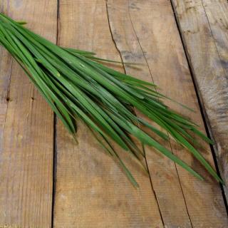 Schnittknoblauch im Bund